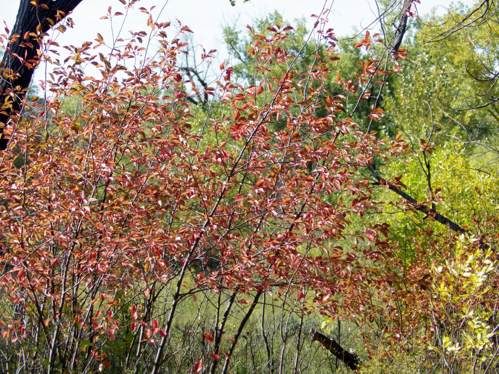 Rainbow foliage